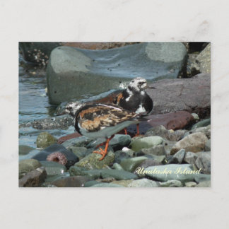 Ruddy Turnstone Sandpiper Postcard