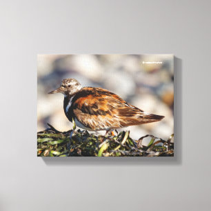 Ruddy Turnstone Shorebird at the Beach Canvas Print
