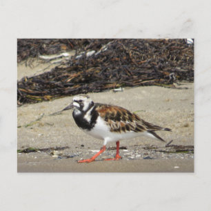 Ruddy Turnstone (summer phase) Postcard