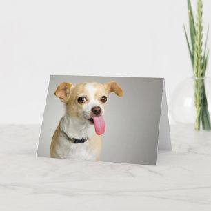 Rude Chihuahua Card