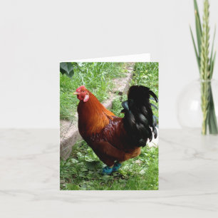Rudy Card