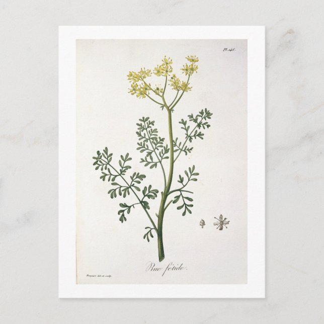 Rue from 'Phytographie Medicale' by Joseph Roques Postcard (Front)