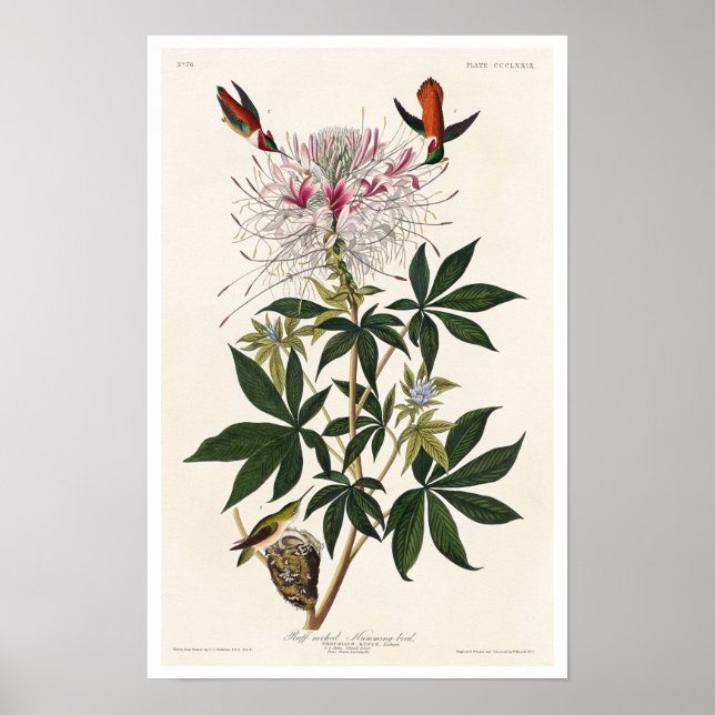 Ruff-necked Humming-bird by Audubon Poster (Front)