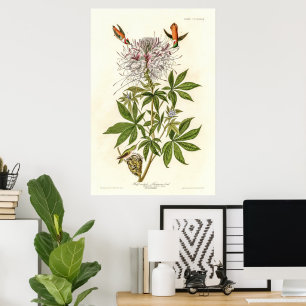 Ruff-necked Hummingbird Poster