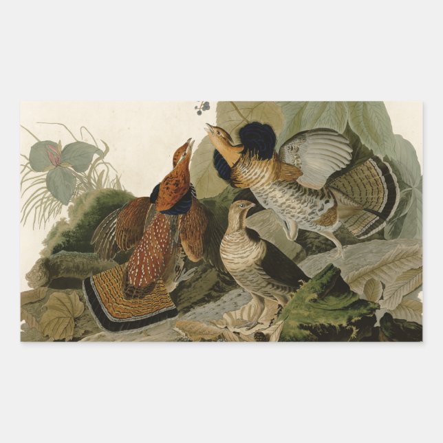 Ruffed Grouse Audubon Game Bird Rectangular Sticker (Front)