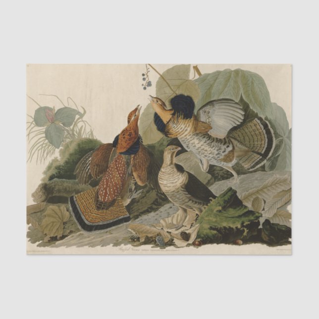 Ruffed Grouse Audubon Game Bird Tissue Paper (Front)