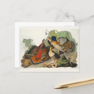 Ruffed Grouse Audubon Wildlife Painting Postcard