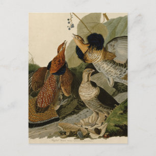 Ruffed Grouse by John Audubon Postcard