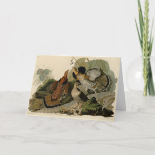 Ruffed Grouse - from Audubon's Birds of America Card