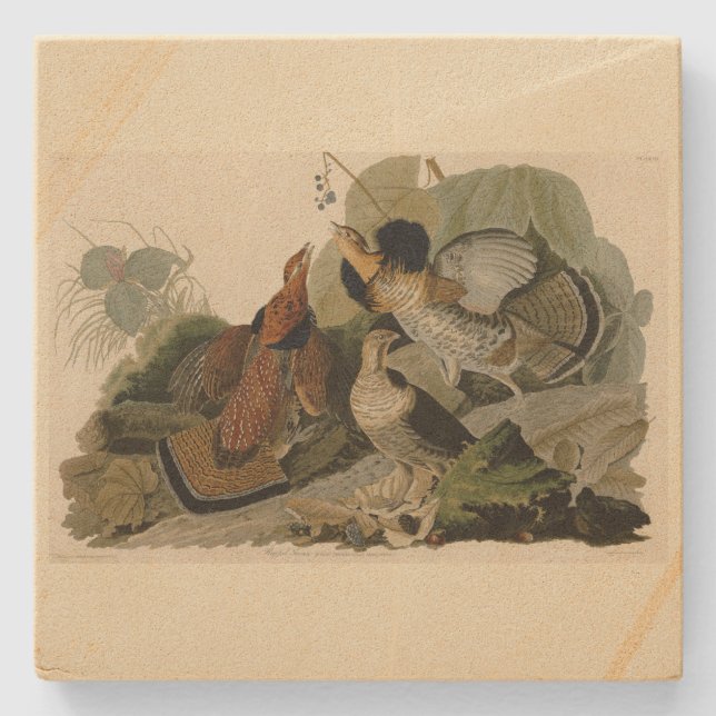 Ruffed Grouse - from Audubon's Birds of America Stone Coaster (Front)