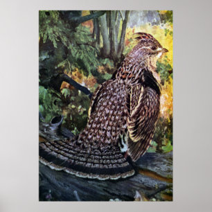 Ruffed Grouse in the Forest Poster
