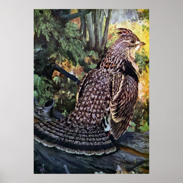 Ruffed Grouse in the Forest Poster (Front)