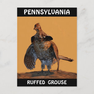 Ruffed Grouse (Pennsylvania) Postcard