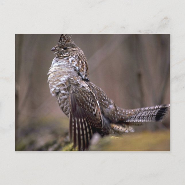 Ruffed Grouse Postcard (Front)