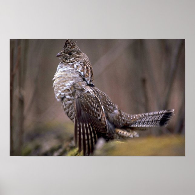 Ruffed Grouse Poster (Front)