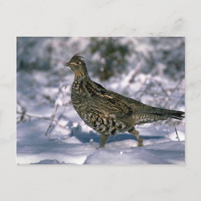 Ruffed grouse standing in snowy woods postcard (Front)