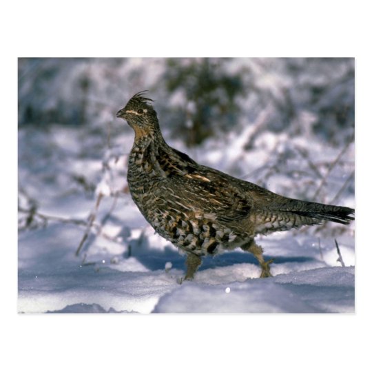 Ruffed grouse standing in snowy woods postcard