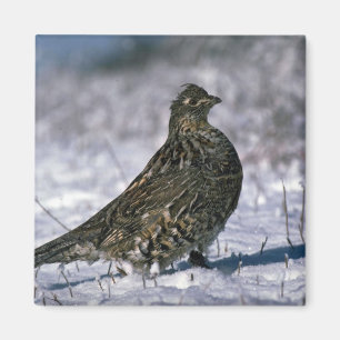 Ruffed grouse standing on snowy ground magnet