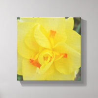 Ruffled Daffodil