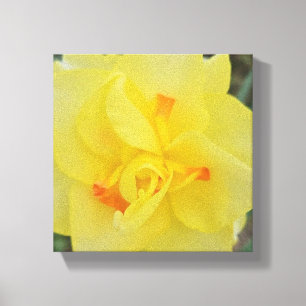 Ruffled Daffodil Canvas Print