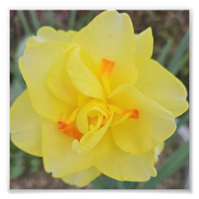 Ruffled Daffodil Photo Print (Front)