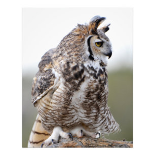 Ruffled Feather Great Horned Owl Photo Print