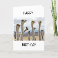 RUFFLED FEATHERED CHICKEN SAY HAPPY BIRTHDAY CARD