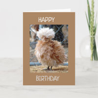 RUFFLED FEATHERED CHICKEN SAY HAPPY BIRTHDAY