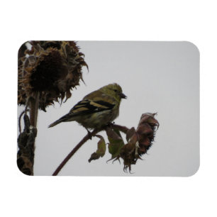Ruffled Goldfinch on Sunflower Magnet
