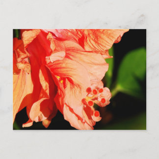 Ruffled Hibiscus Postcard