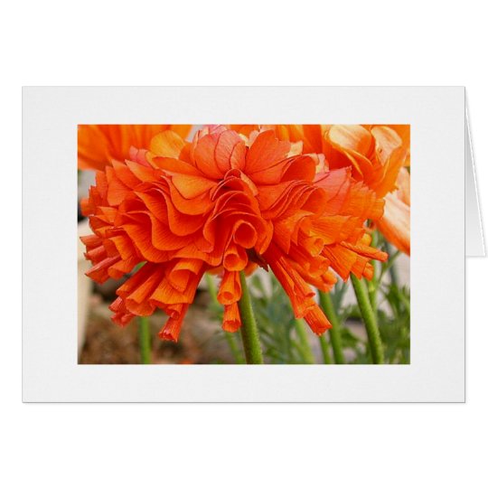 Ruffled ranunculus card