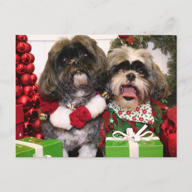 Ruffles and Riley - Shih Tzu - Miller Postcard (Front)