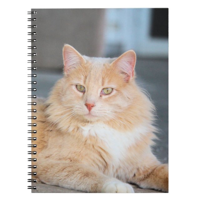 Ruffles Notebook (Front)