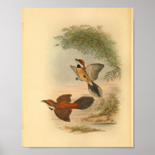 Rufous Fantail Red Flycatcher Bird Vintage Print