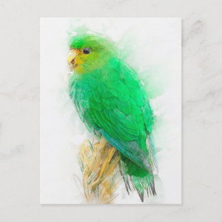 Rufous-fronted Parakeet Portrait Postcard