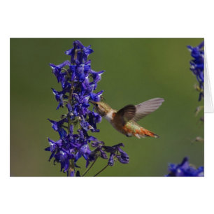 Rufous Hummingbird