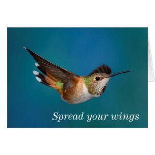 Rufous Hummingbird
