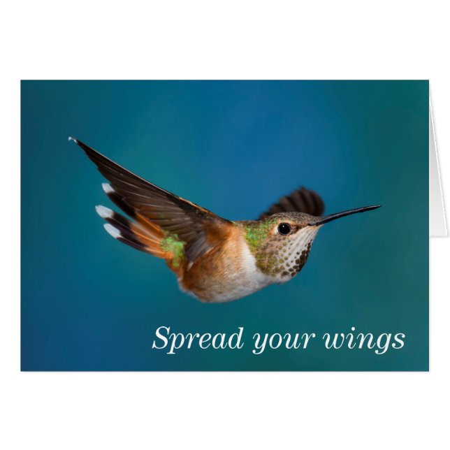 Rufous Hummingbird (Front Horizontal)