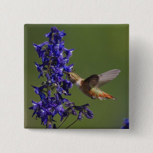 Rufous Hummingbird 15 Cm Square Badge