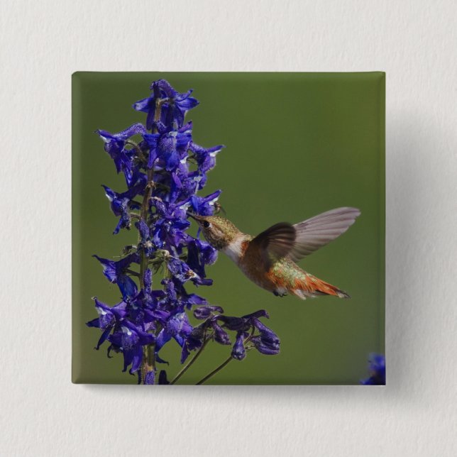 Rufous Hummingbird 15 Cm Square Badge (Front)