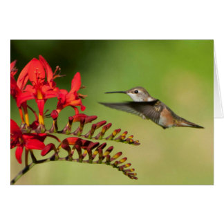Rufous Hummingbird at Lucifer Crocosmia