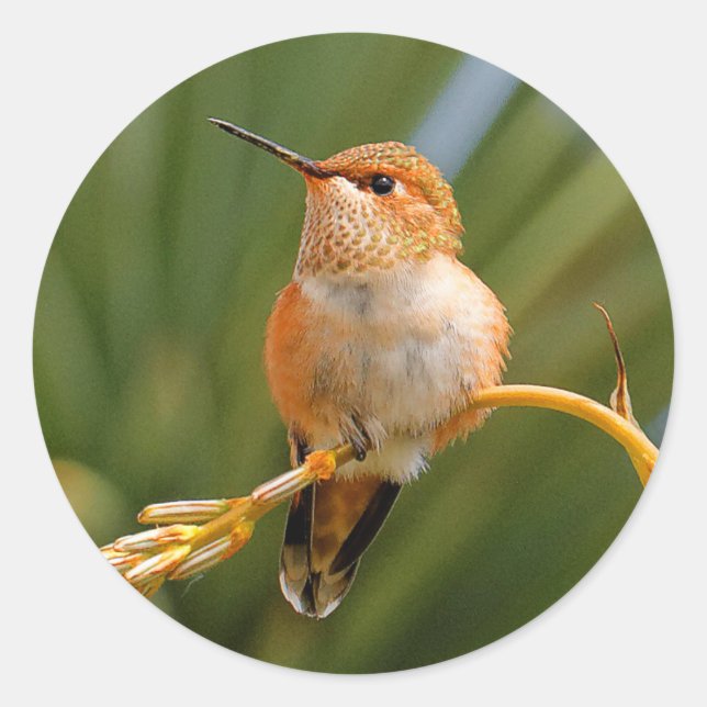 Rufous Hummingbird at Rest Classic Round Sticker (Front)