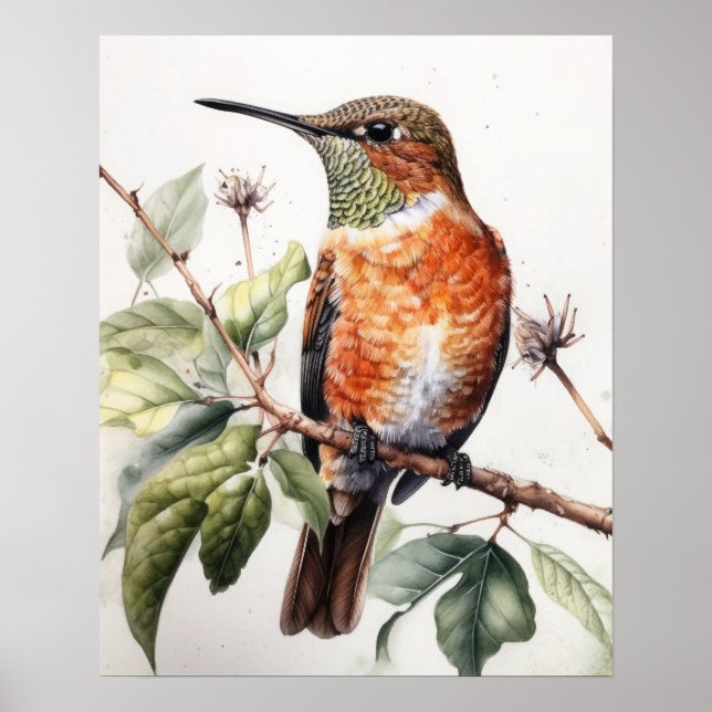 Rufous Hummingbird Bird Art Print Poster (Front)