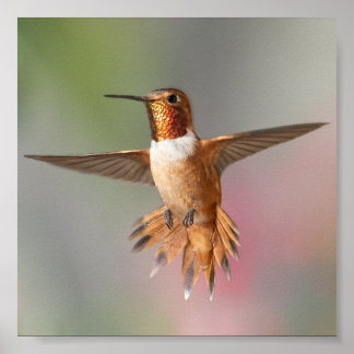 Rufous hummingbird Blank Note Card Poster