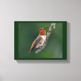 Rufous Hummingbird Canvas Print