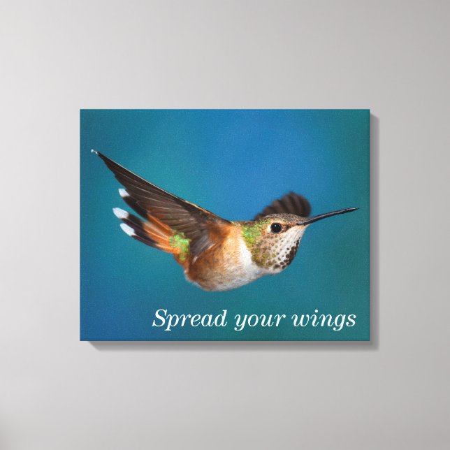 Rufous Hummingbird Canvas Print (Front)