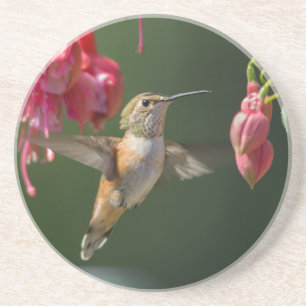 Rufous Hummingbird feeding on a Fuchsia Coaster
