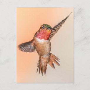 Rufous Hummingbird in a Stunning Pose Postcard