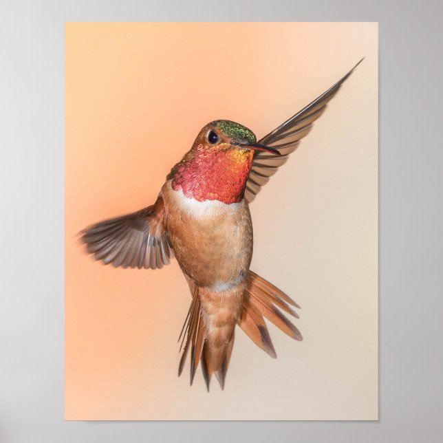 Rufous Hummingbird in a Stunning Pose Poster (Front)
