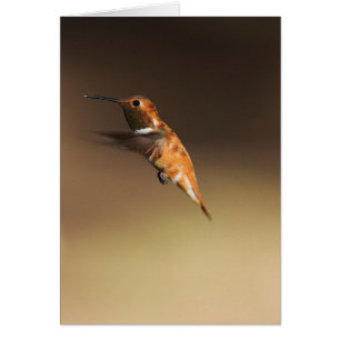 Rufous hummingbird in flight